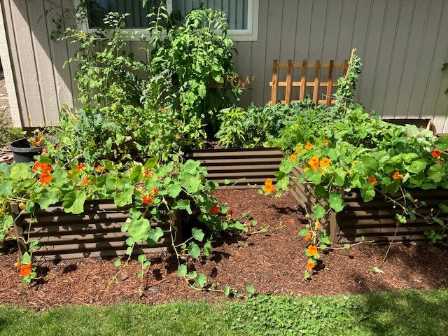 rustic u shaped garden bed with nasturtium