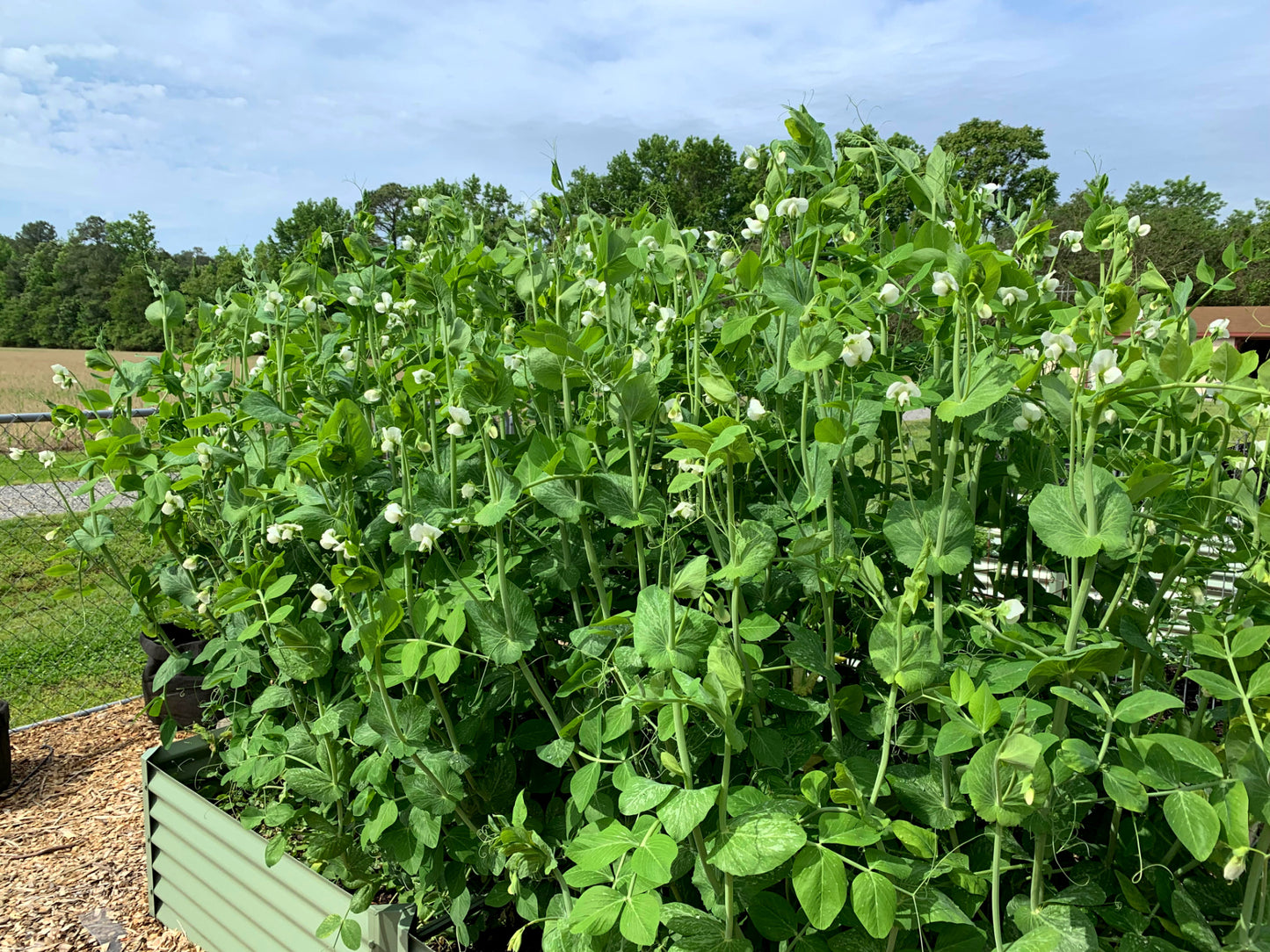 sage fresa raised garden with peas