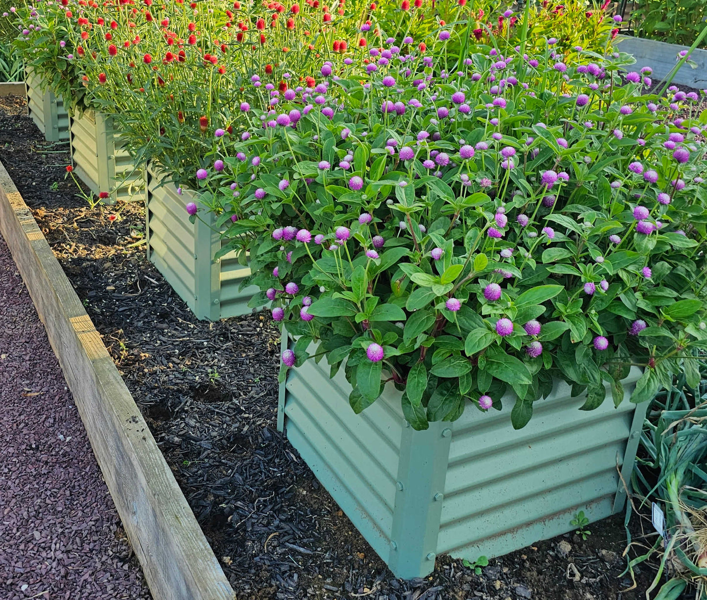 sage cubo garden beds in full bloom
