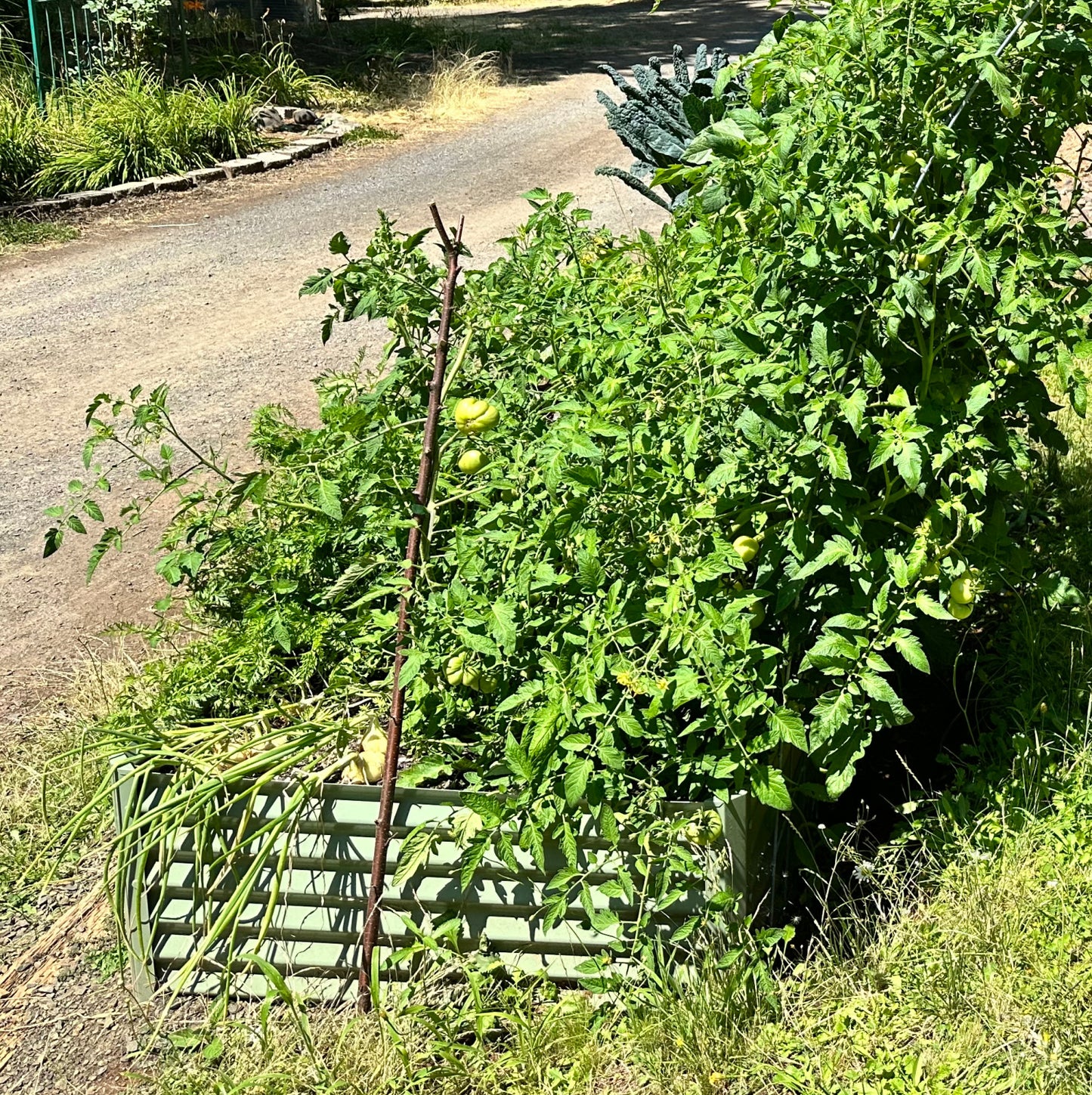 sage exacto raised bed with tomatoes