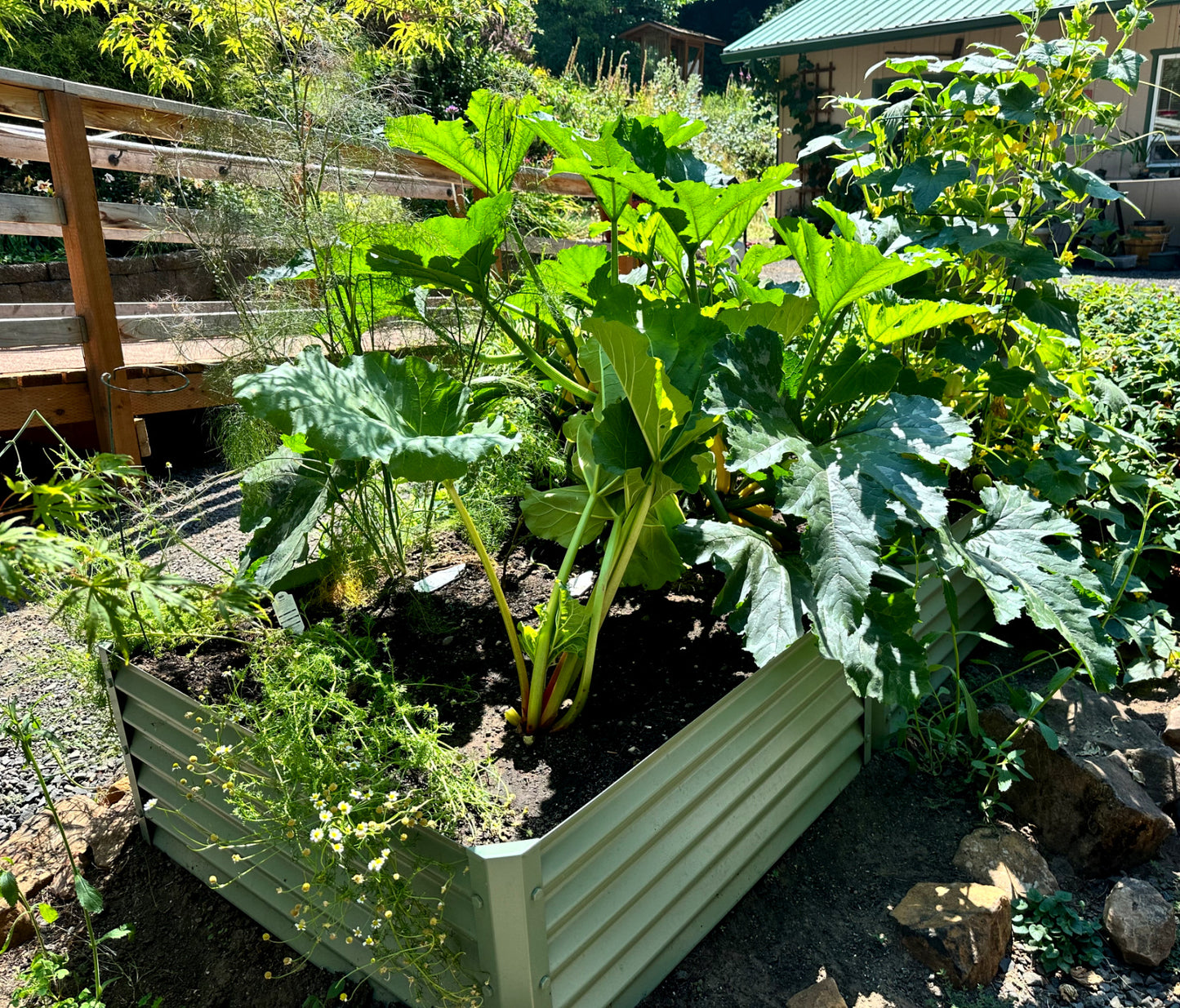 sage grande raised garden with rhubarb