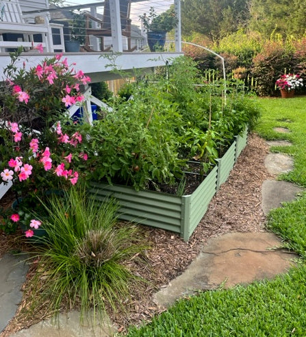 sage largo raised bed with tomatoes