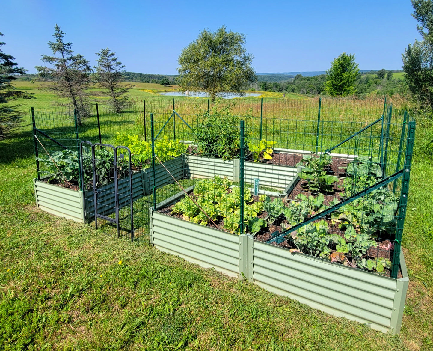 sage mezcla garden bed with lettuce, squash, tomatoes