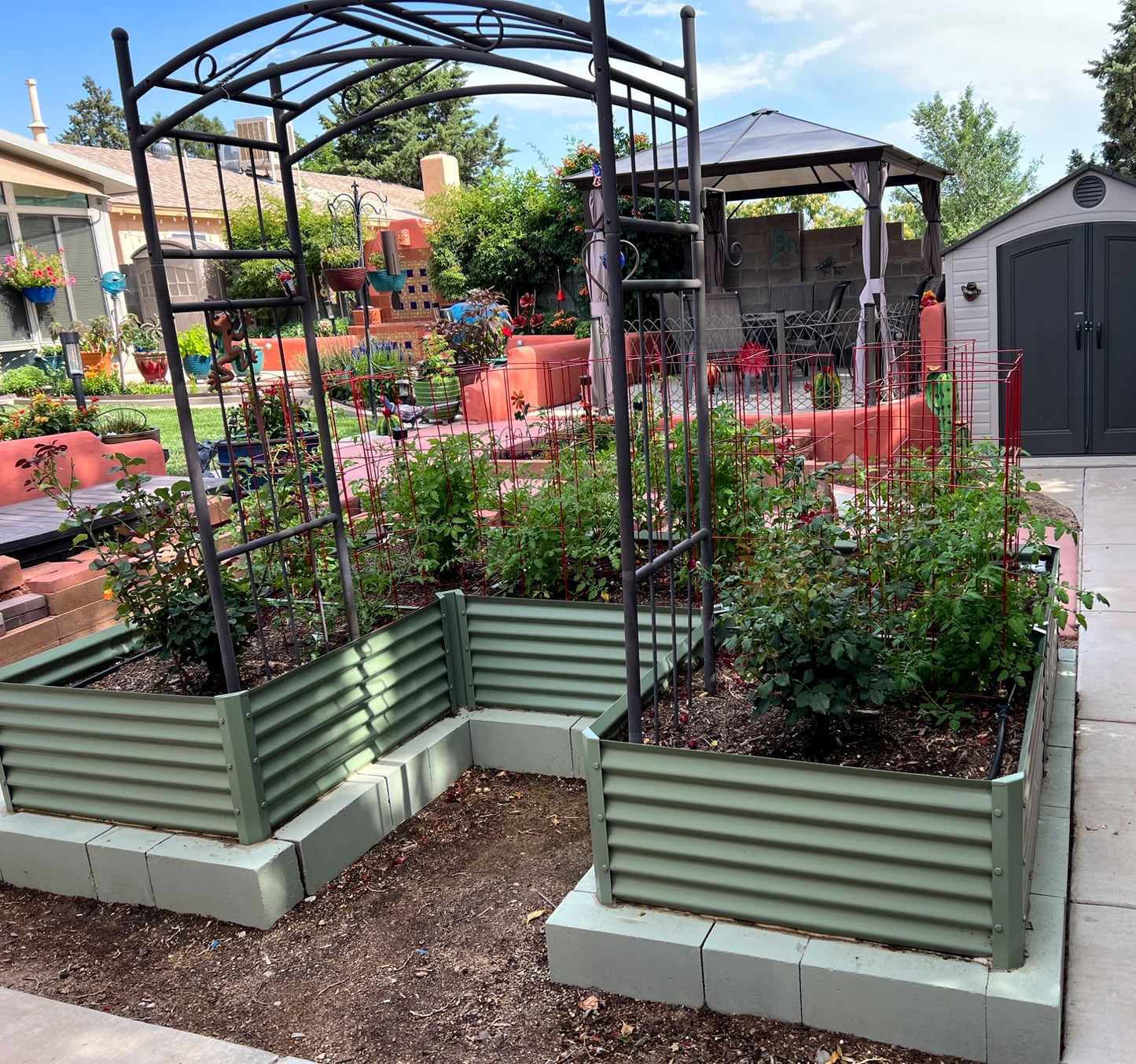 sage u shaped garden bed with roses and tomatoes