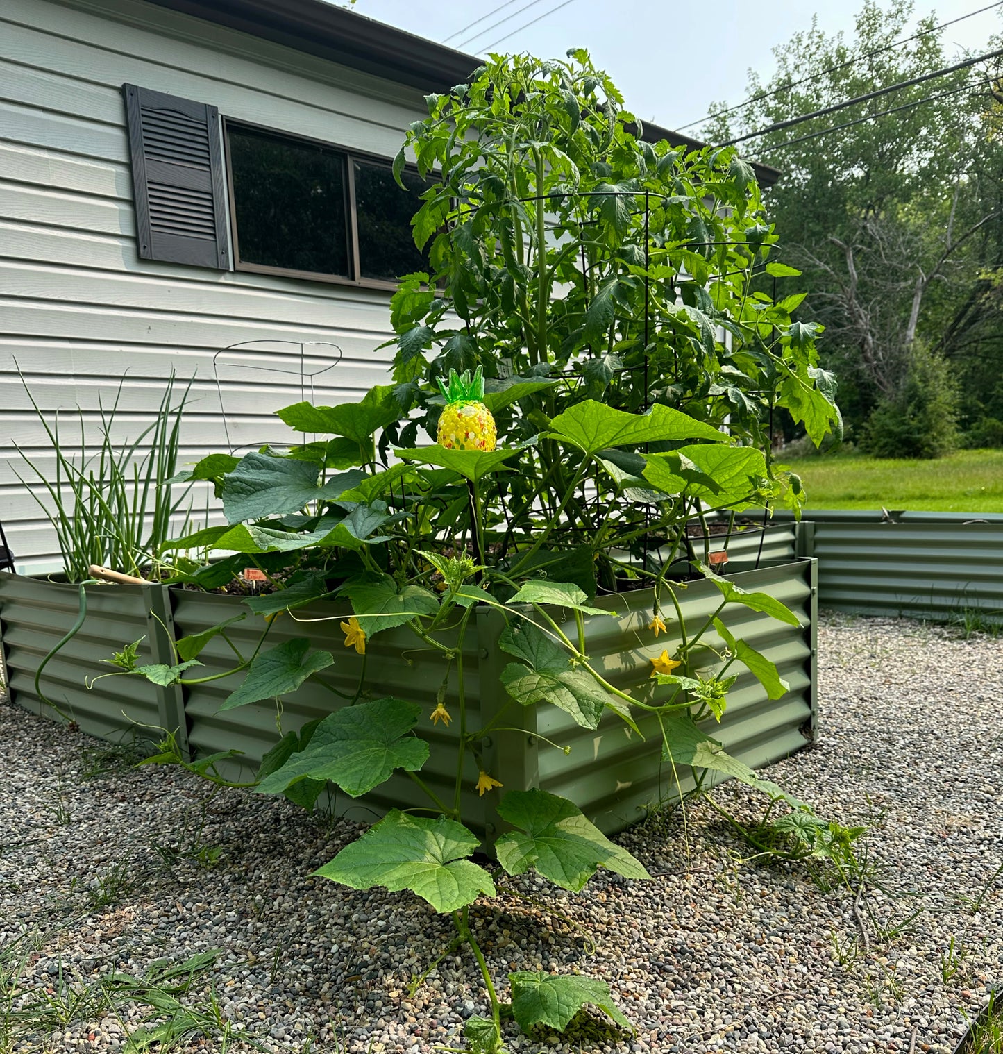 sage wide u garden bed with cucumbers, tomatoes, onions