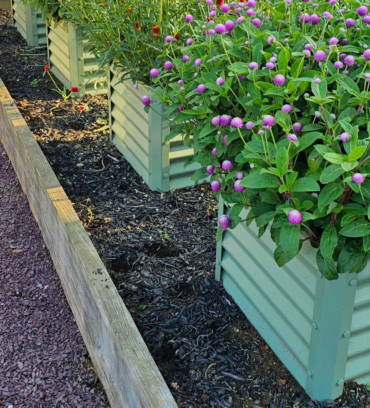 salvia garden bed alt view