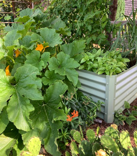 salvia garden bed with summer squash, basil, tomatoes