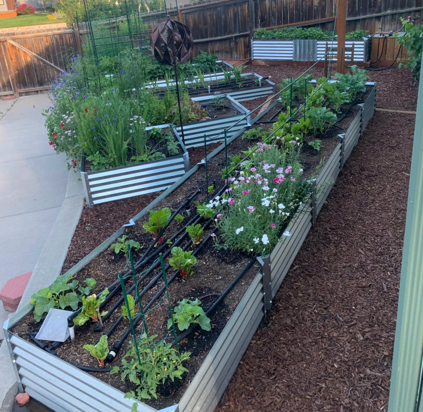 sandia garden bed with beets, cheddar pink, tomatoes, squash