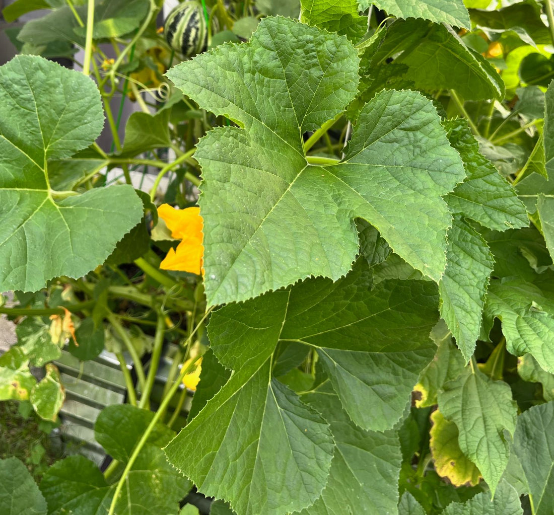 blooming squash