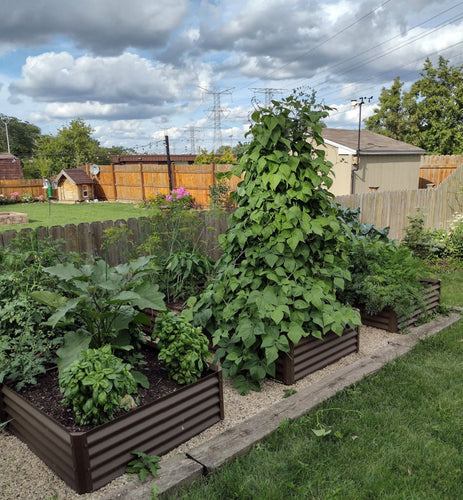 beans in raised beds