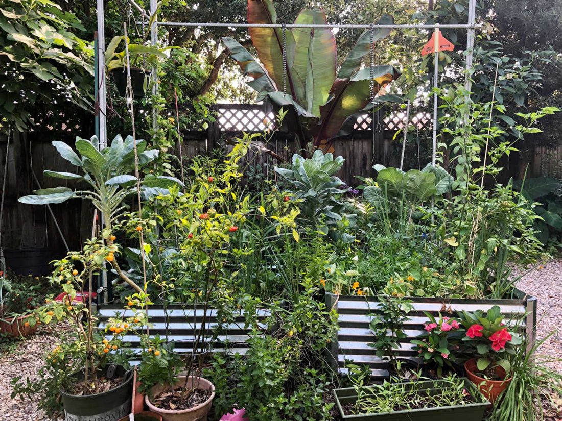 budget friendly gardens