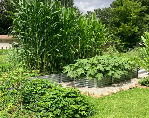 corn and okra together