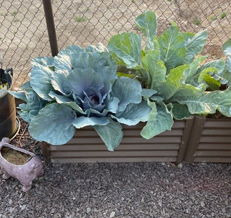 fall gardening