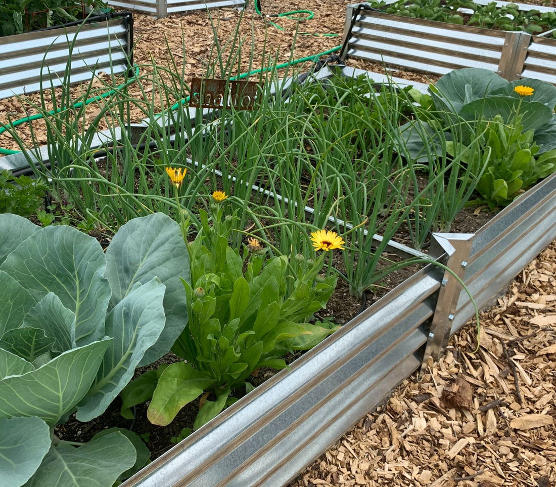 from clove to harvest