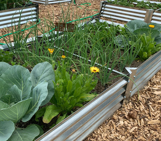 from clove to harvest