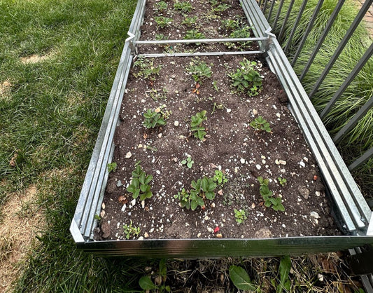 need to fill soil to top of bed