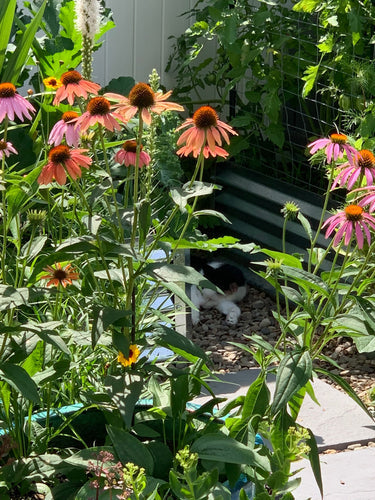 garden beds perfect for small gardens