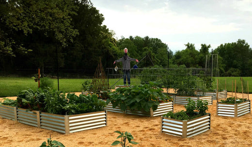 victory garden beds