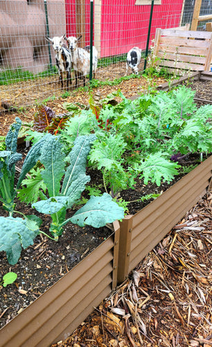 kale in garden beds