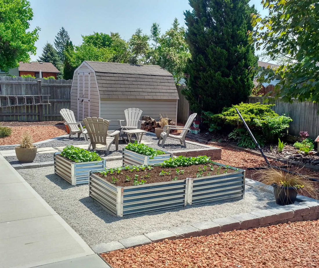 raised bed potatoes