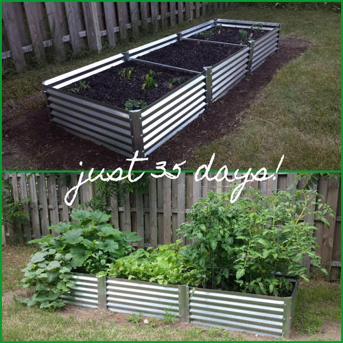 reviving raised beds