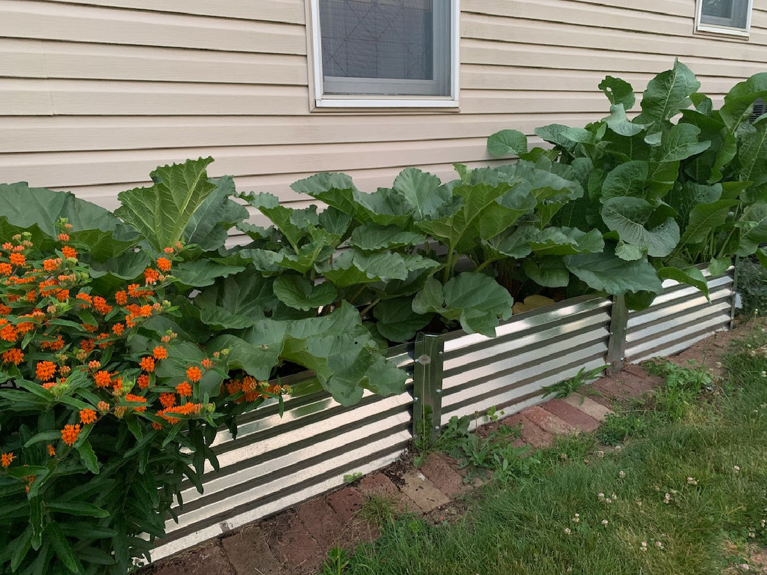 rhubarb revolution