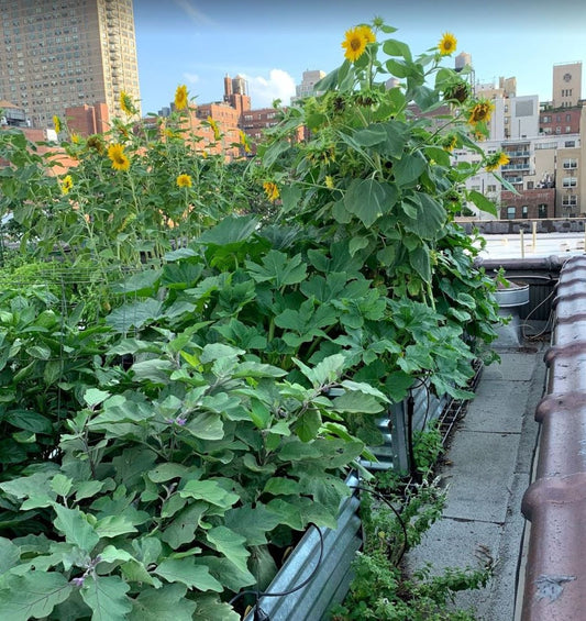 rooftop garden