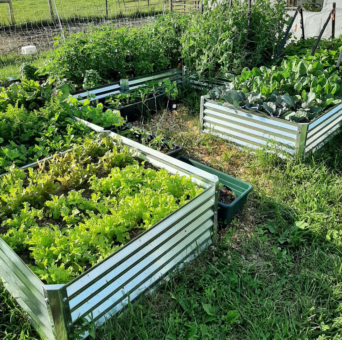 speedy harvests
