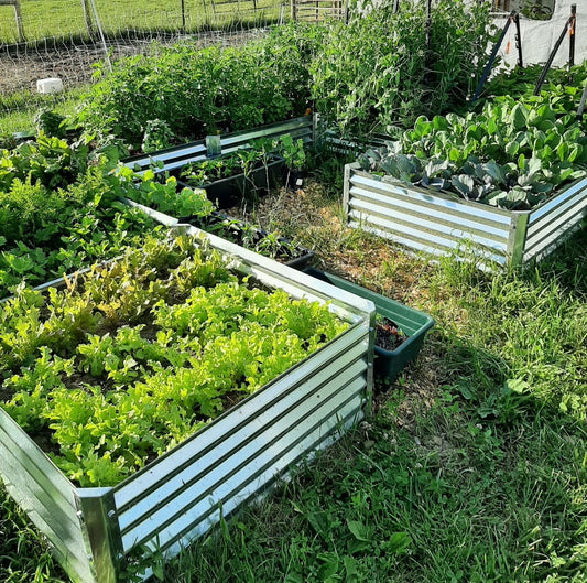 speedy harvests