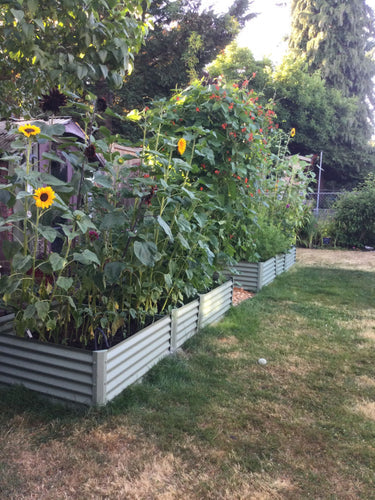 sunflowers in garden beds