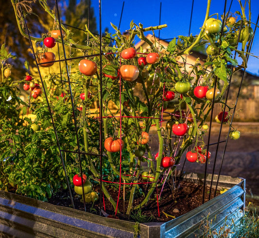 tomatoes in a grande garden bed