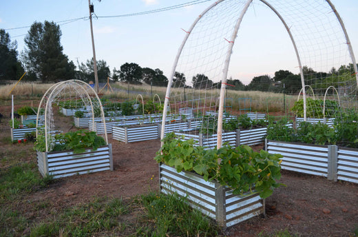 victory in every garden bed