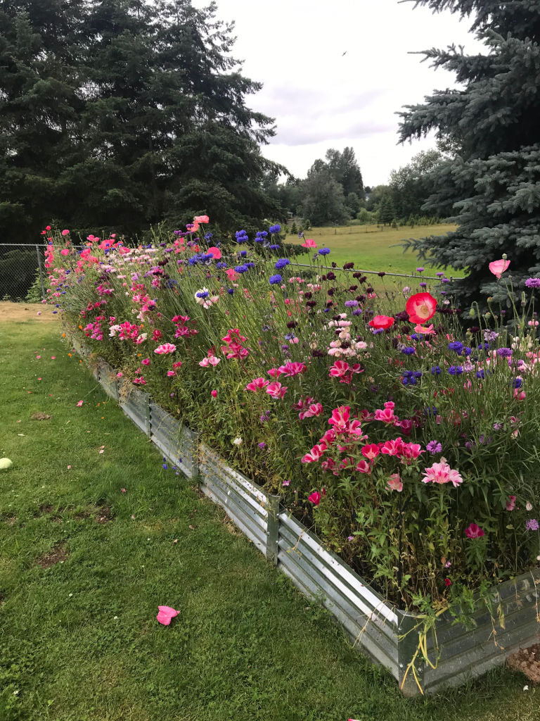 wildflower garden beds