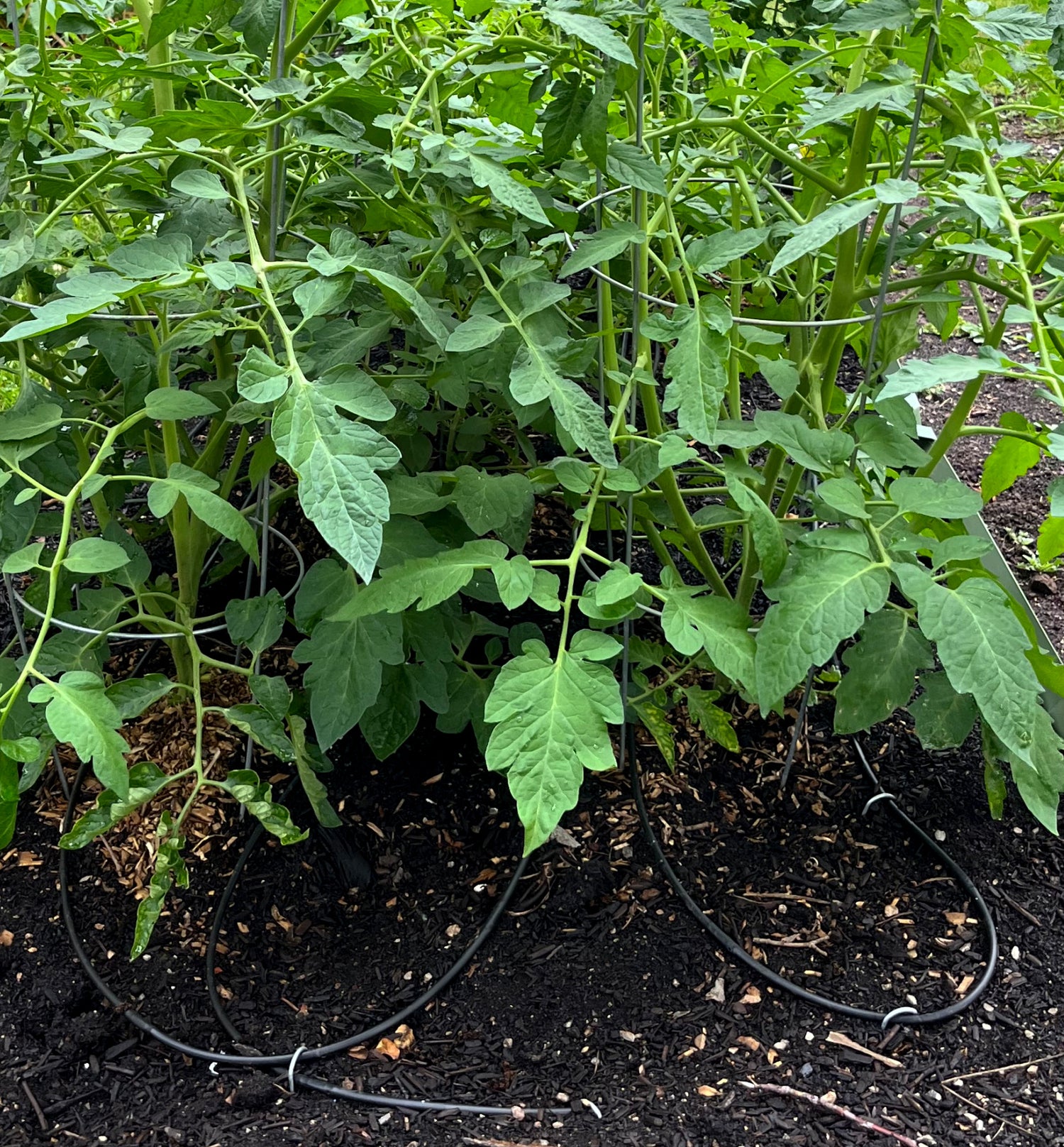 Collections – Metal Garden Beds, Inc.