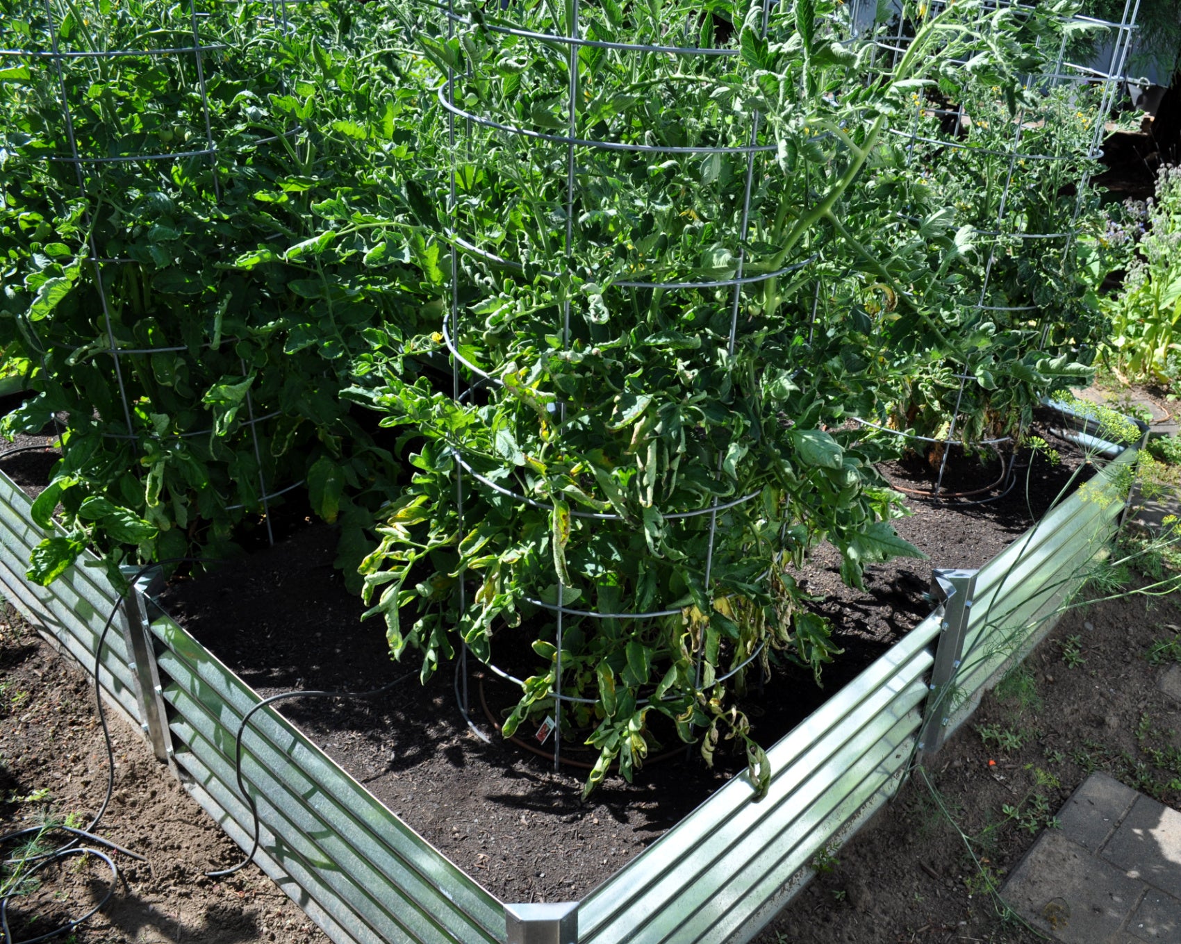 cerro garden bed growing tomatoes