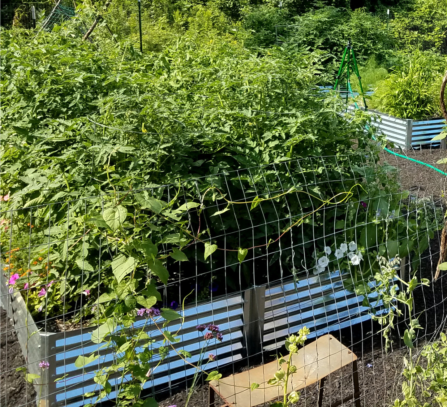 cerro garden bed with tomatoes