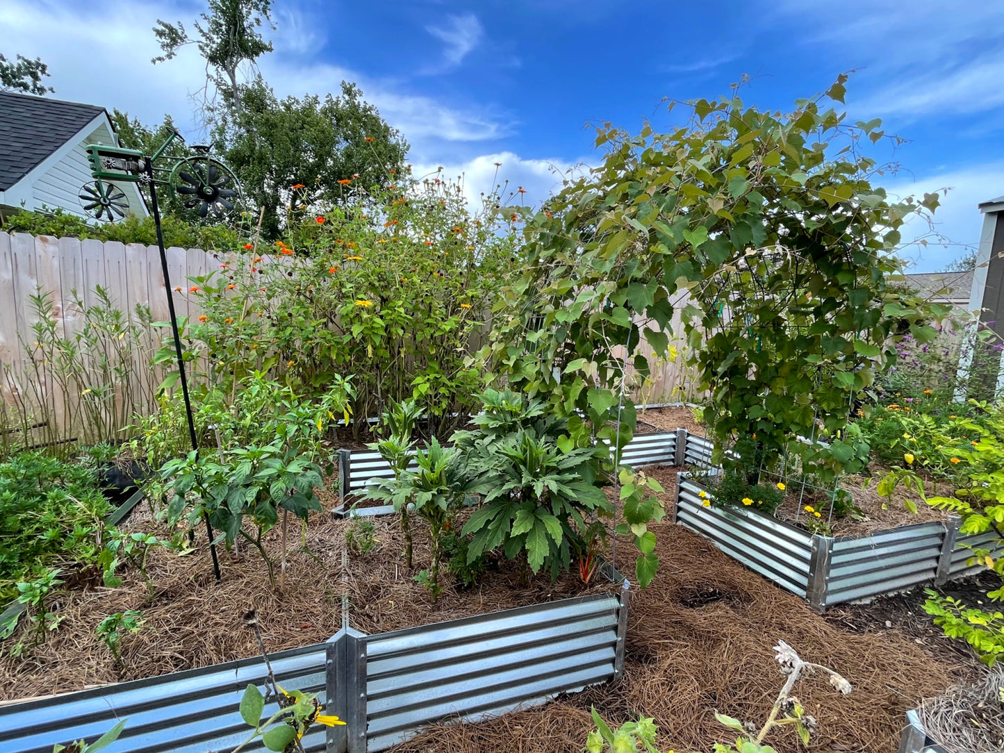 completo garden bed with grape vine arch