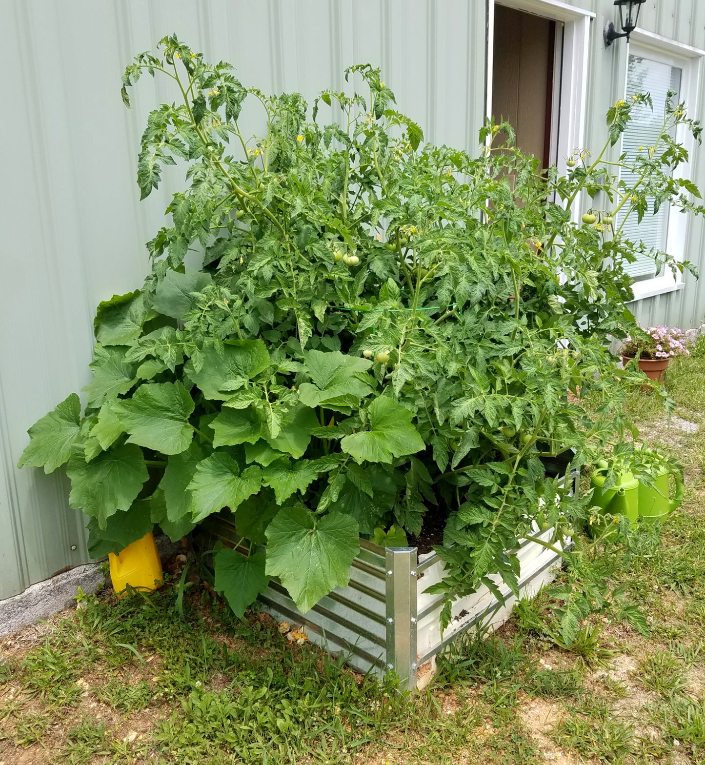 cuadra garden bed with tomatoes and squash