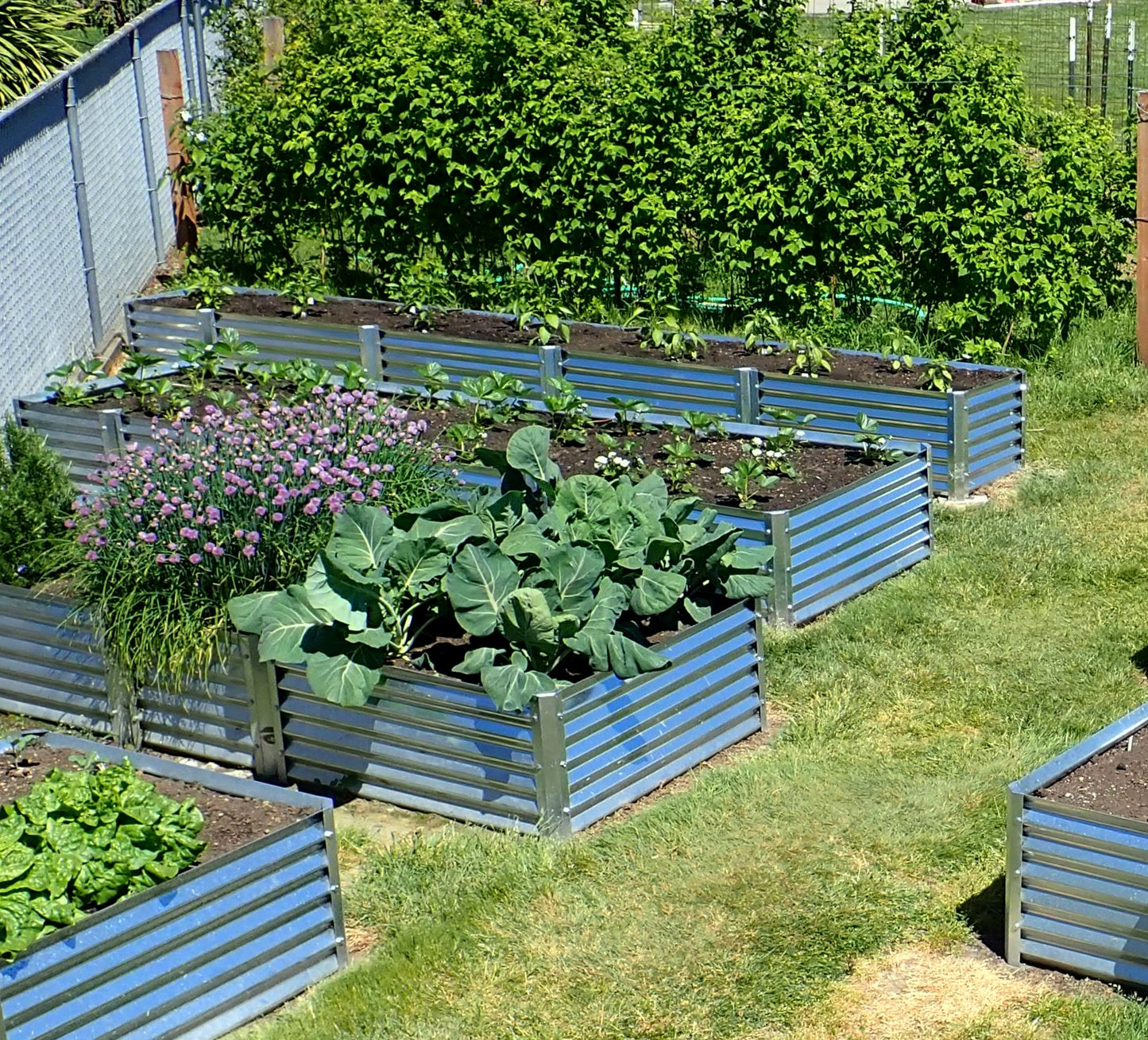 exacto garden bed with cabbage and chives