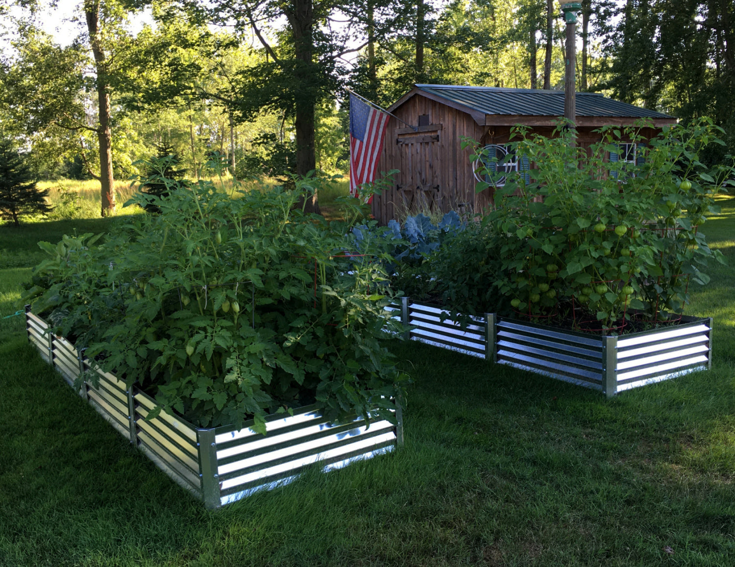 fresa garden beds in a lush forest with tomatoes