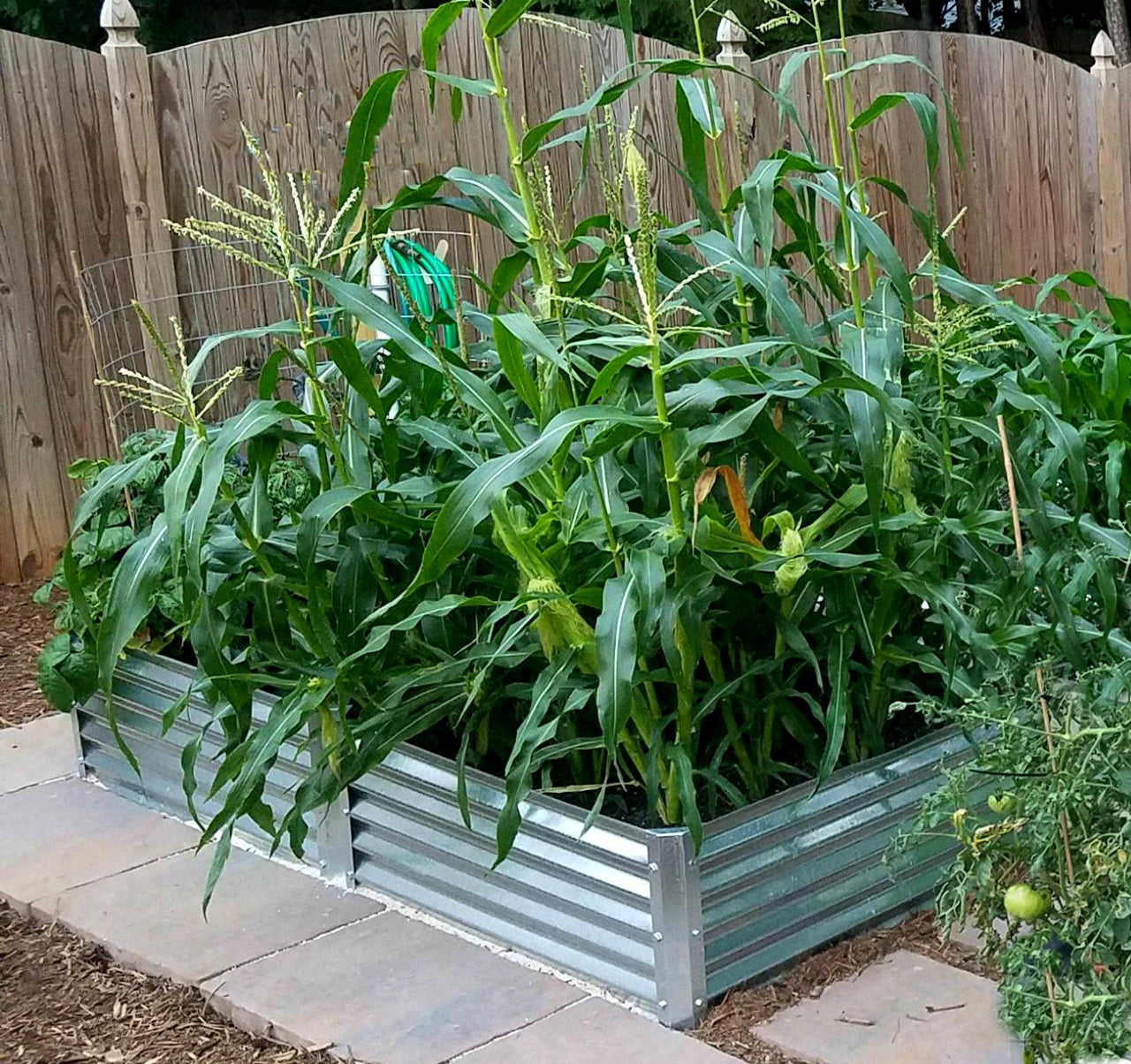 grande garden bed corn growing