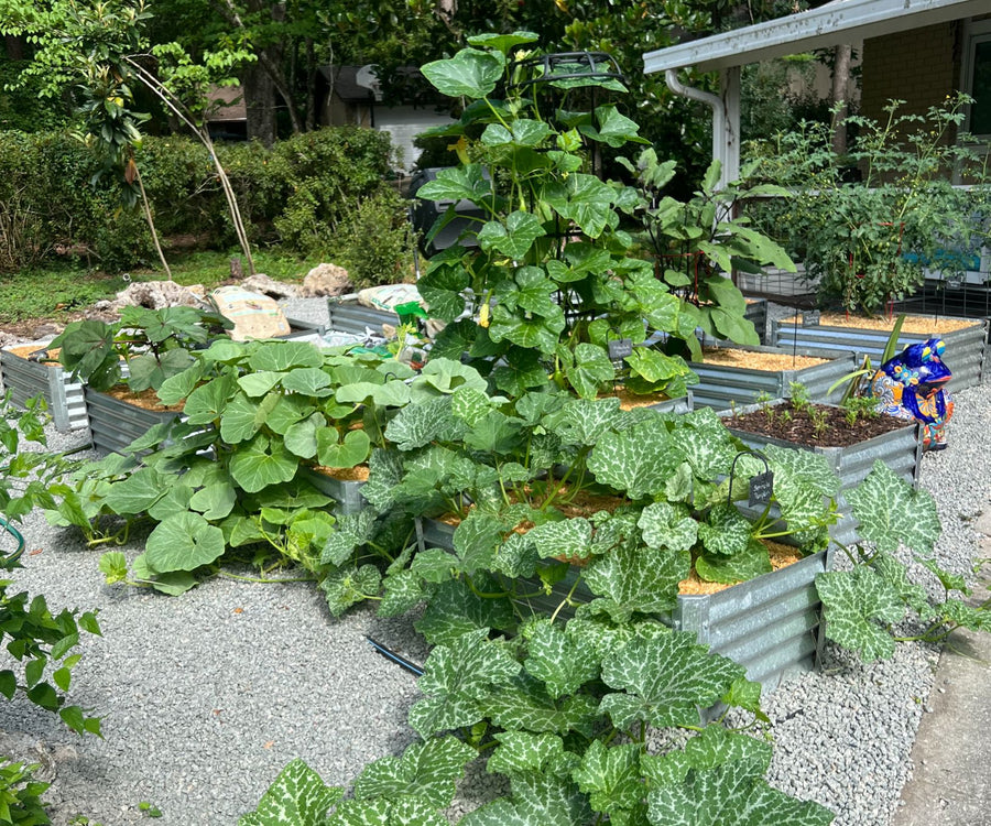 garden bed from 2014
