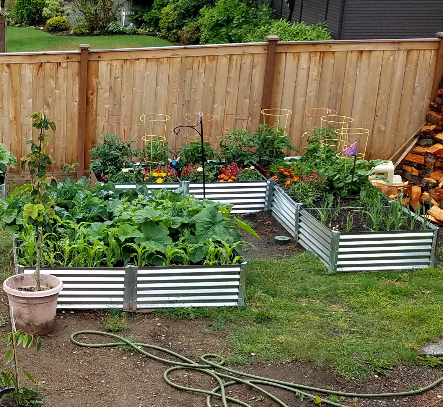 long L garden bed with butternut squash, onions and tomatoes