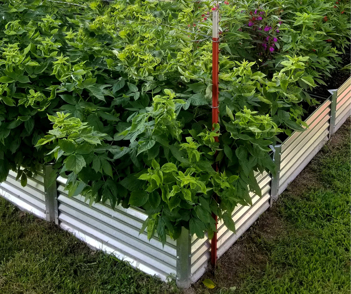 long l garden bed with raspberry bushes