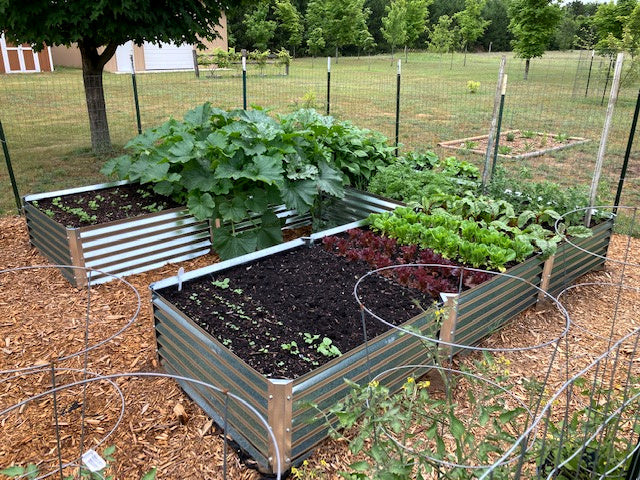 long u garden bed with squash and lettuce, carrots