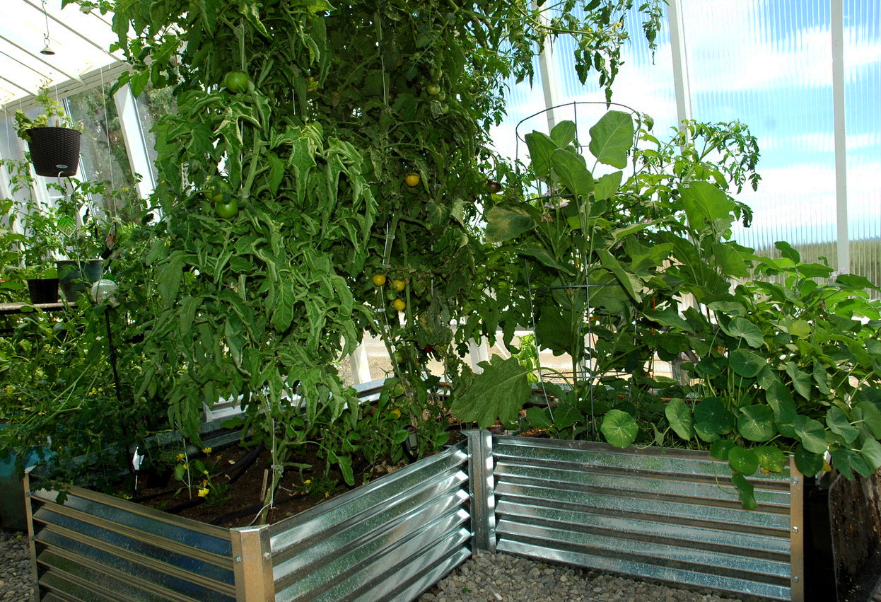 L shaped garden bed in mountain greenhouse with tomatoes and nasturtium