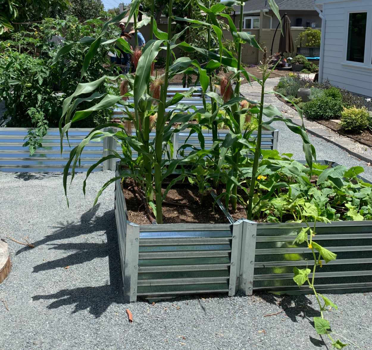 medio garden bed with corn and cucumbers