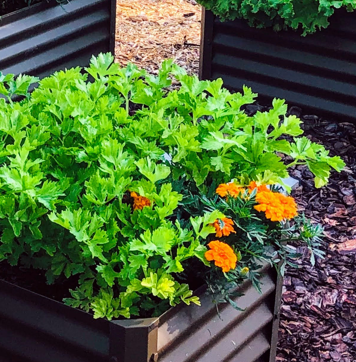 rustic cubo raised garden