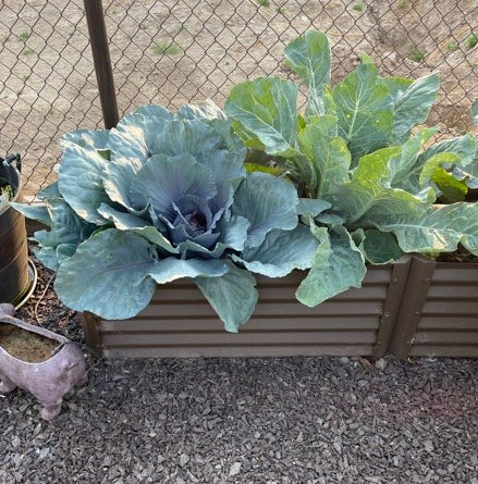 narrow rustic exacto with cabbage
