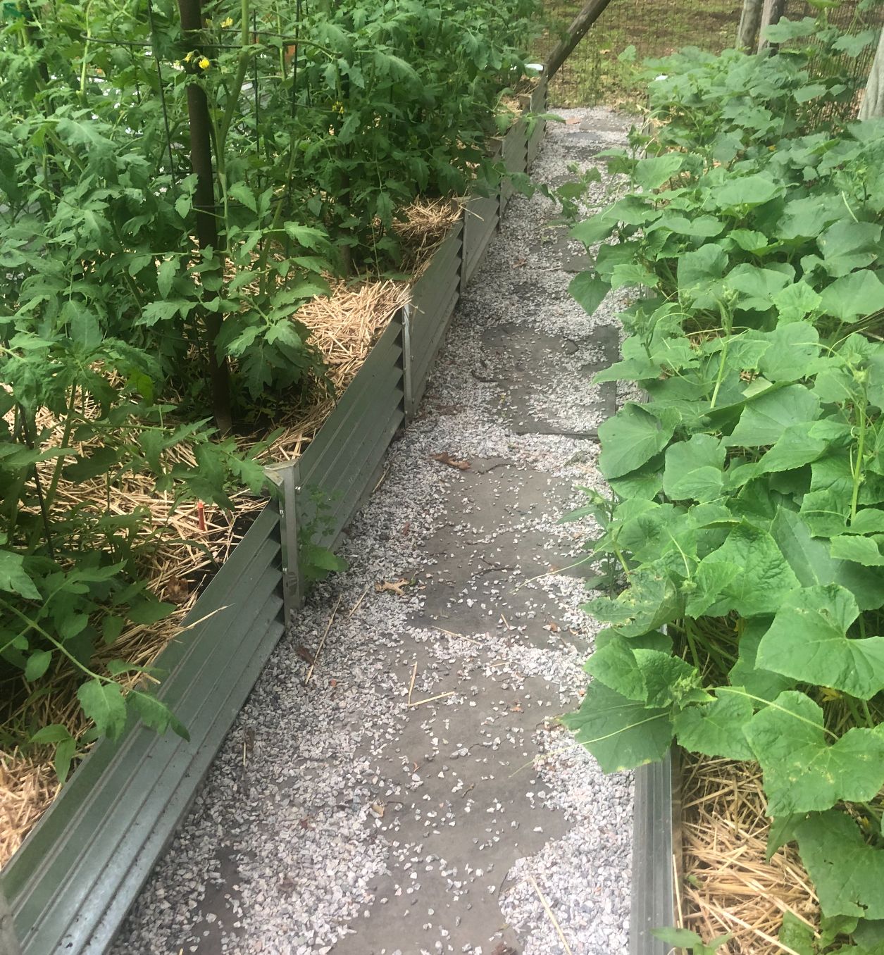 narrow zapallo alt view 1